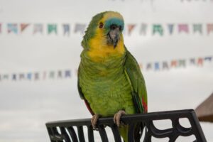 A evolução das penas: como as aves modernas se relacionam com os dinossauros e o que isso revela sobre a vida pré-histórica