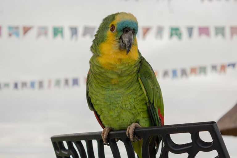 A evolução das penas: como as aves modernas se relacionam com os dinossauros e o que isso revela sobre a vida pré-histórica