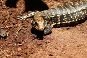 A influência das adaptações morfológicas dos répteis pré-históricos na sobrevivência de diferentes ambientes