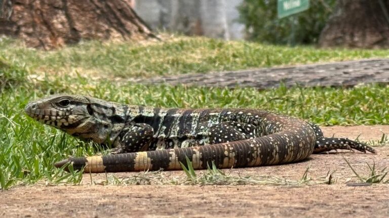 A influência das mudanças continentais na diversificação das espécies de répteis pré-históricos: um estudo sobre a deriva dos continentes e seus efeitos na fauna antiga