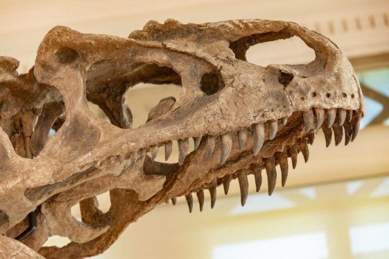 Como a análise de dentes de dinossauros pode revelar informações sobre suas dietas e hábitos sociais