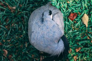 Como as descobertas de fósseis de aves pré-históricas transformam nossa compreensão da evolução das aves modernas