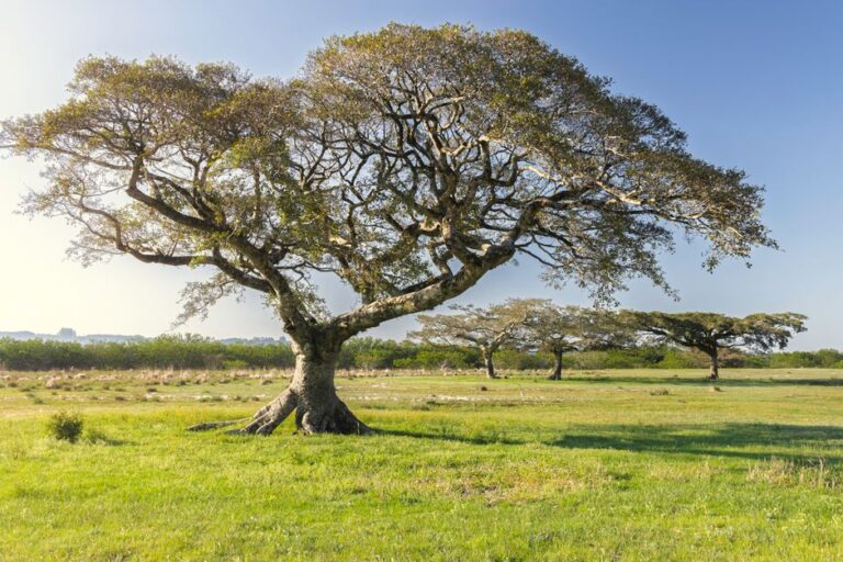 Como as mudanças na flora do passado moldaram a evolução dos herbívoros pré-históricos