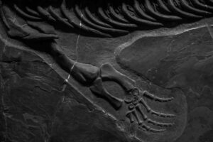 Como os fósseis de dinossauros ajudam a entender as mudanças climáticas na era Mesozoica