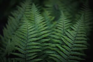 Como os fósseis de plantas pré-históricas podem ajudar a entender a evolução dos ecossistemas terrestres