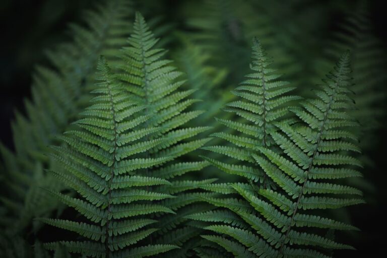 Como os fósseis de plantas pré-históricas podem ajudar a entender a evolução dos ecossistemas terrestres