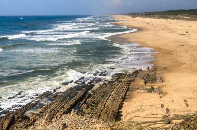 Como os fósseis de trilobitas ajudam a entender a evolução marinha
