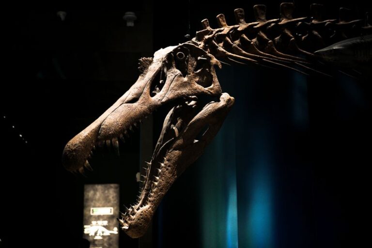 Os melhores fósseis de dinossauros para entender a era Mesozoica