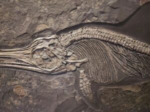 Os mistérios dos dinossauros aquáticos: como a paleontologia explica suas adaptações e estilos de vida