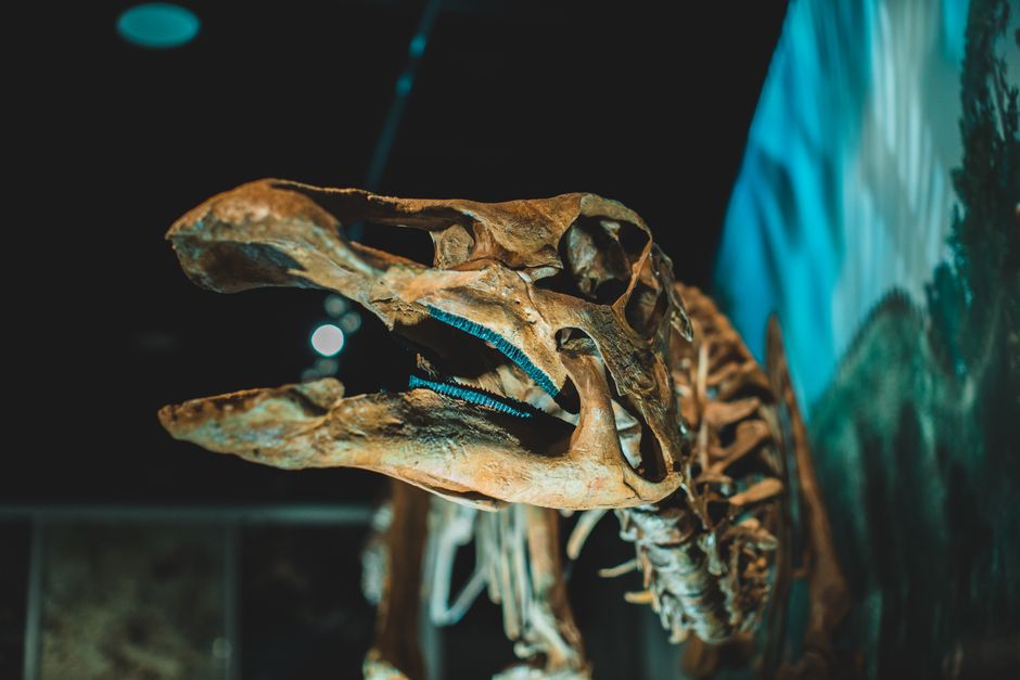 Desvendando os Dinossauros: Como as Descobertas Paleontológicas Transformam Nosso Entendimento das Espécies Pré-históricas